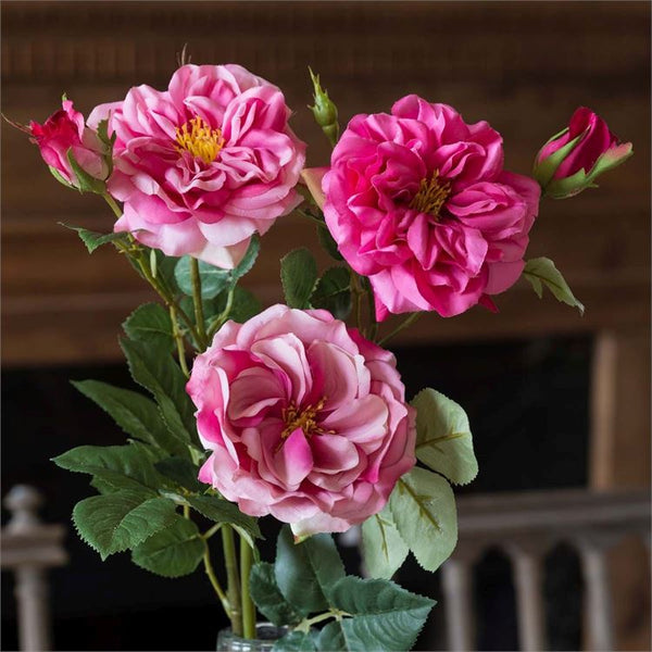 Park Hill - Gathered Beauty Garden Roses